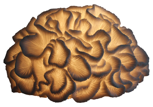 Brain Coral Masa Lambası Abajur