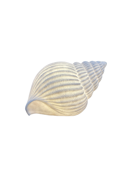 Fasciolaria Masa Lambası Abajur
